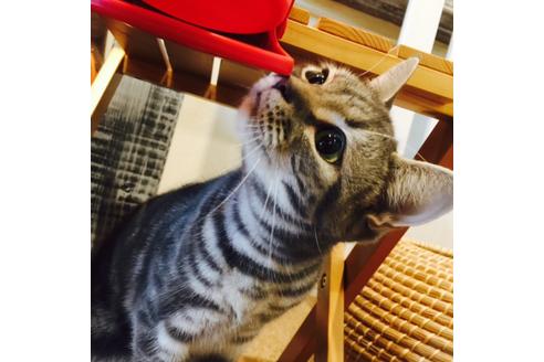 販売中のアメリカンショートヘアの親猫